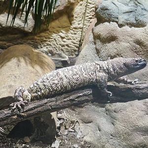 Rio Fuerte beaded lizard (Heloderma horridum exasperatum), 2022-03-16