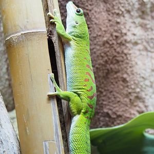 Greater Madagascar day gecko (Phelsuma grandis), 2022-03-16
