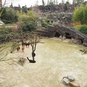 Alpaca exhibit, 2022-03-16