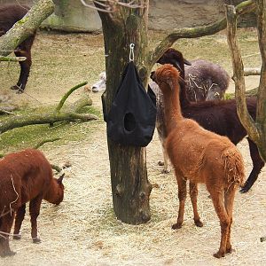 Alpacas (Vicugna pacos),  2022-03-16
