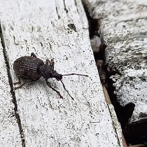 Black vine weevil - Otiorhynchus sulcatus