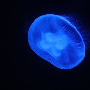 Oceania - Moon Jellyfish