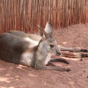Oceania - Eastern Grey Kangaroo