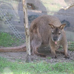 Oceania - Bennett's Wallaby