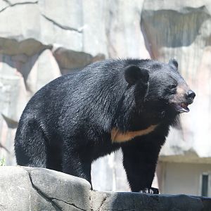 Asia - Asiatic Black Bear