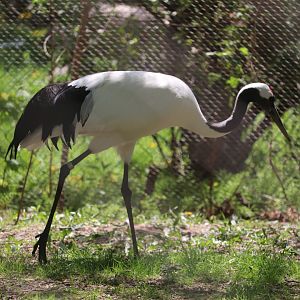 Asia - Red-Crowned Crane