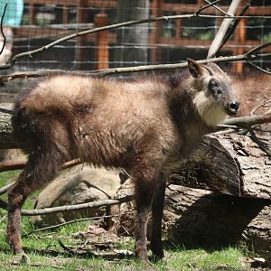 Asia - Japanese Serow