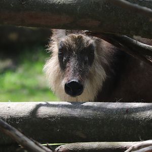 Asia - Japanese Serow