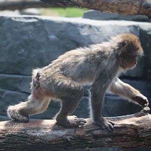 Asia - Japanese Macaque