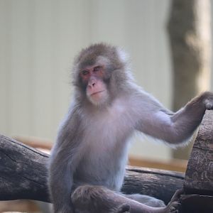 Asia - Japanese Macaque