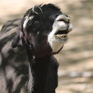 Zoo de Granby - Alpaca