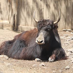 Asia - Yak