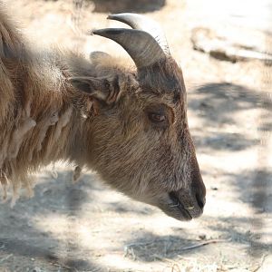 Asia - Himalayan Tahr