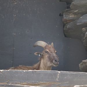 Asia - Himalayan Tahr