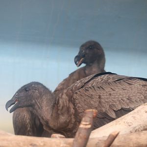 South America - Young Andean Condors