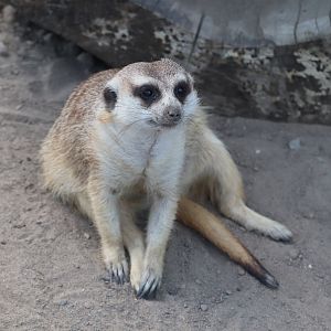 Africa - Meerkat