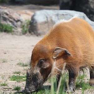 Africa - Red River Hog