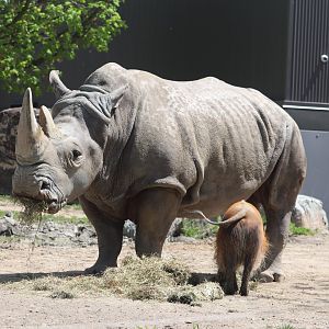 Africa - Southern White Rhinoceros