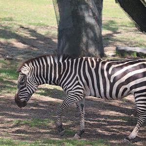 Africa - Plains Zebra