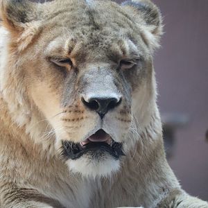 Africa - African Lion