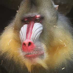 Africa - Mandrill