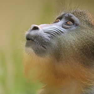 Africa - Mandrill