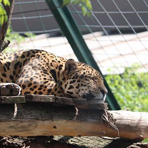 Zoo de Granby - Jaguar