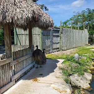 Everglades Alligator Farm (2021) - Emus + Duck & Turtle Pond