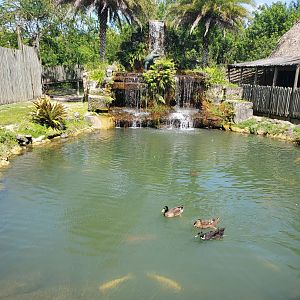 Everglades Alligator Farm (2021) - Emus + Duck & Turtle Pond