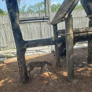 Everglades Alligator Farm (2021) - Bobcats