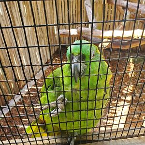 Everglades Alligator Farm (2021) - Yellow-naped Amazon Parrot