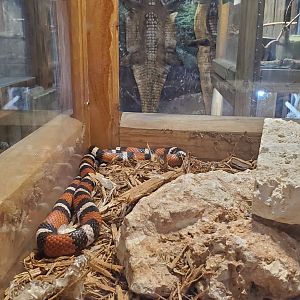 Everglades Alligator Farm (2021) - Milk Snake