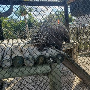 Everglades Alligator Farm (2021) - Crested Porcupine