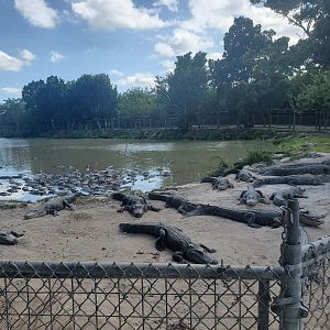 Everglades Alligator Farm (2021) - Gator Feeding Pool