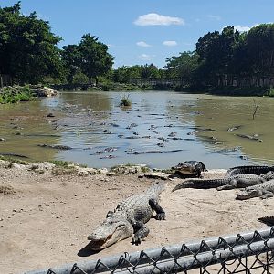 Everglades Alligator Farm (2021) - Gator Feeding Pool
