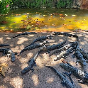 Everglades Alligator Farm (2021) - Baby Alligators