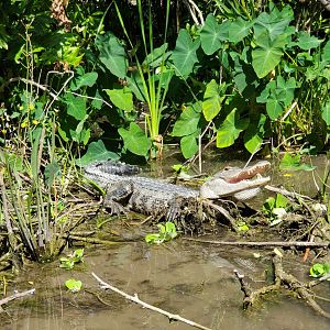 Everglades Alligator Farm (2021) - Wild gators on boat ride