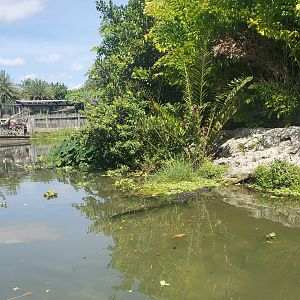 Everglades Alligator Farm (2021) - Wild gators on boat ride