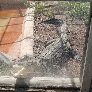 Everglades Alligator Farm (2021) - Saltwater Crocodile