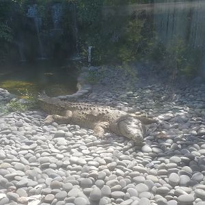 Everglades Alligator Farm (2021) - Orinoco Crocodile