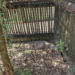 Everglades Alligator Farm (2021) - Cuban Crocodile