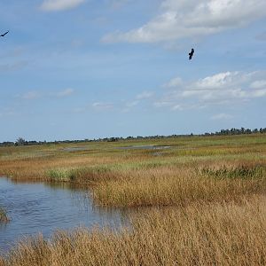 Everglades Alligator Farm (2021) - Everglades boat ride