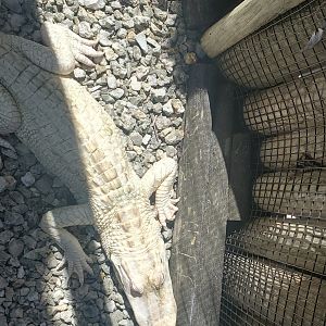 Everglades Alligator Farm (2021) - Albino Alligator
