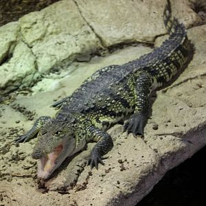 Morelet’s crocodile (Crocodylus moreletii)