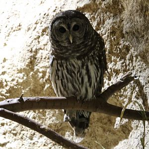 Barred Owl (Strix varia)