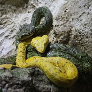 Eyelash palm viper (Bothriechis schlegelii)