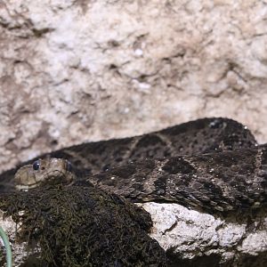 Terciopelo Fer-de-lance (Bothrops asper)