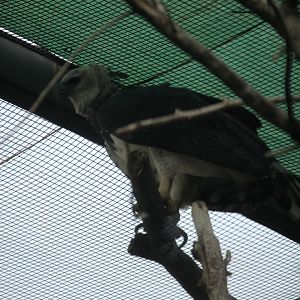 Harpy eagle (Harpia harpyja)