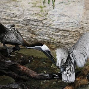 Brown Pelicans (Pelecanus occidentalis)