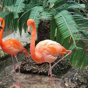 American Flamingo (Phoenicopterus ruber)